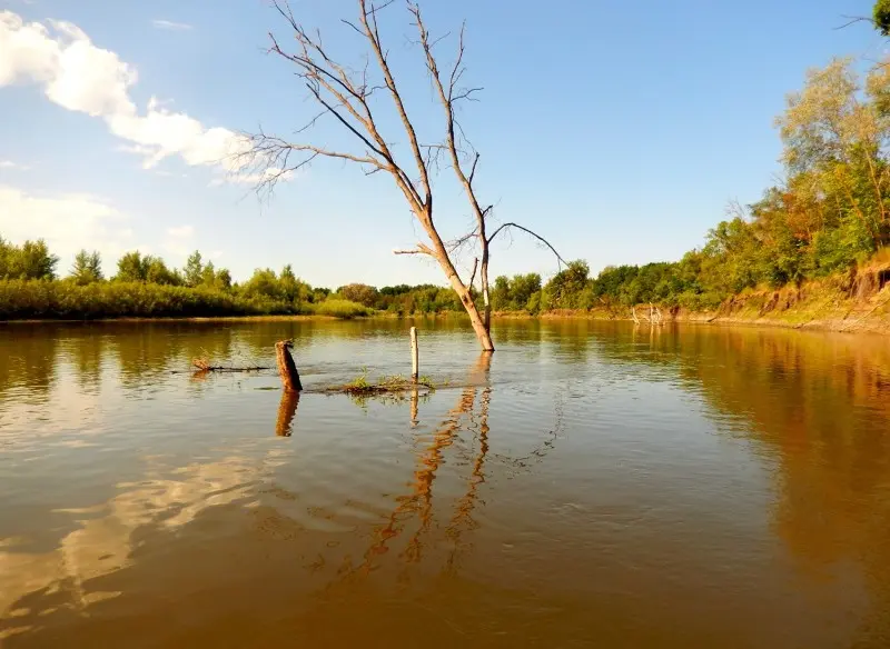 Загадка природы: как могло дерево вырасти посередине реки?