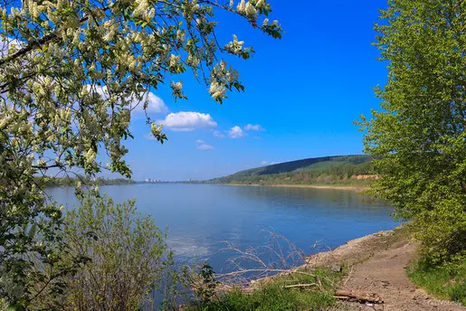 Томь июньская, цветущая