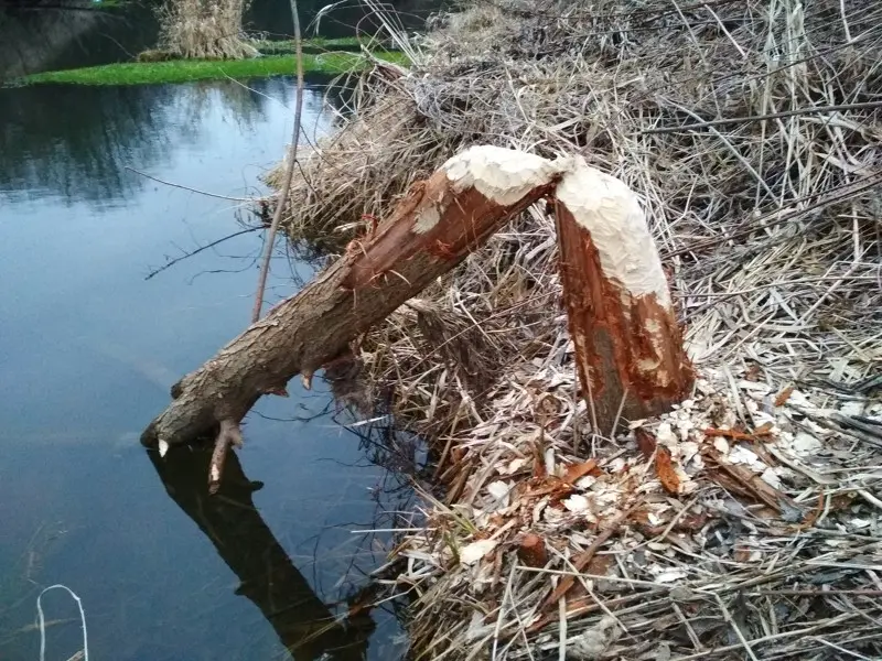 Бобровое бесчинство.