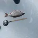 Рыбалка на рыбинке красный рыбак