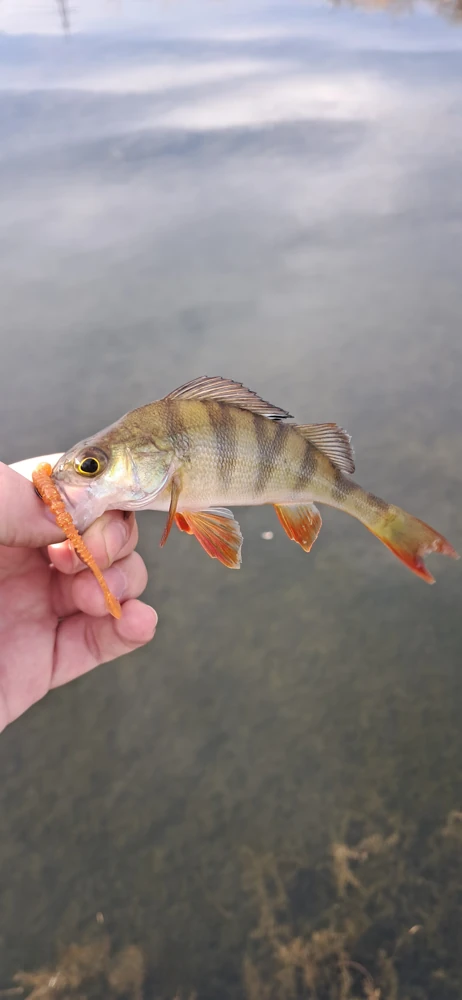 Jackall peke ring tide max 2.2