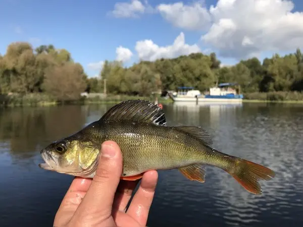 Рыбалка в районе... (видео #9)
