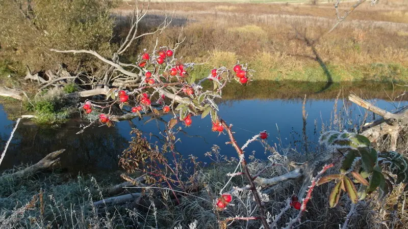 Шиповник