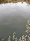 Может это и щиповка... (фото #26419)