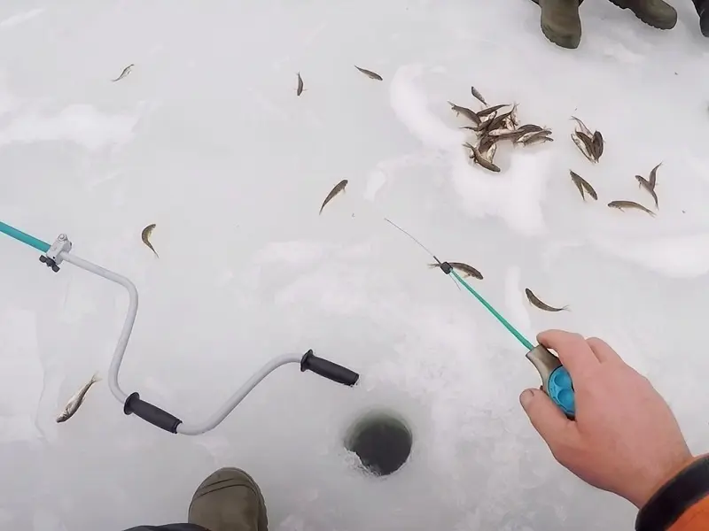 Местами пескарь хорошо ловится и со льда