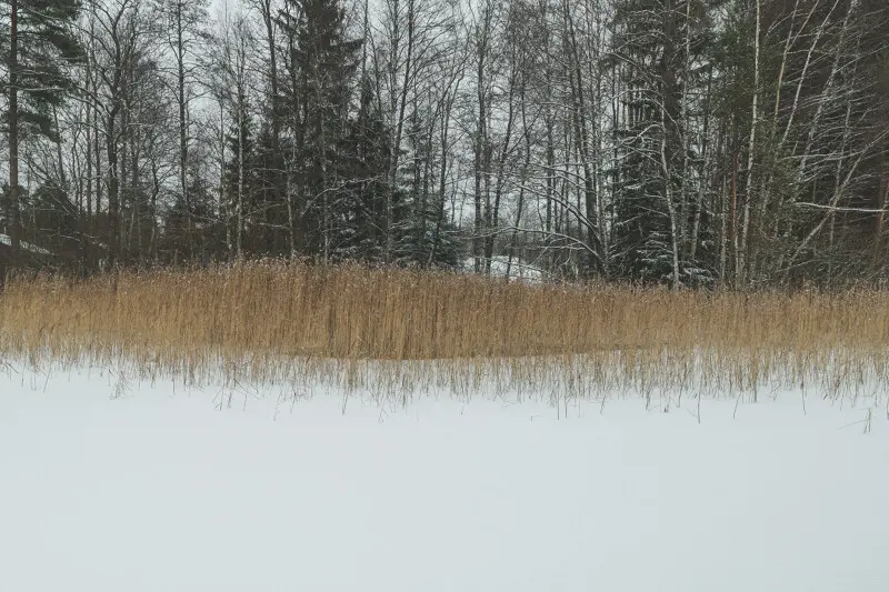 На озере есть места, где вдоль берега идёт тростник. Именно в таких местах. Надо там ставить...