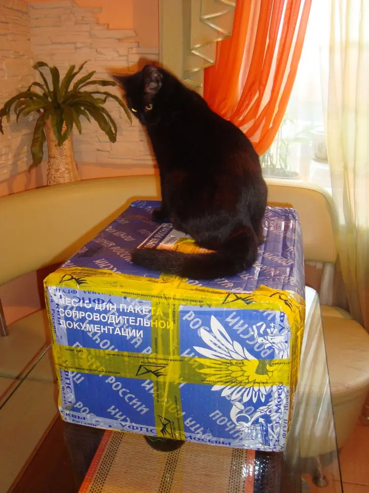 Кошка Василиса сразу устроилась на ящике