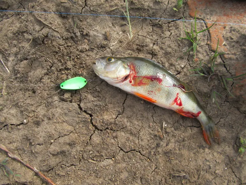 Кокетка — легенда среди блесен SV Fishing Lures, прошу прощения за кровь, но окунь был брошен в...