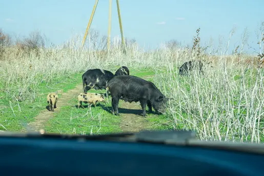 Астраханские заметки 2017. День 4.