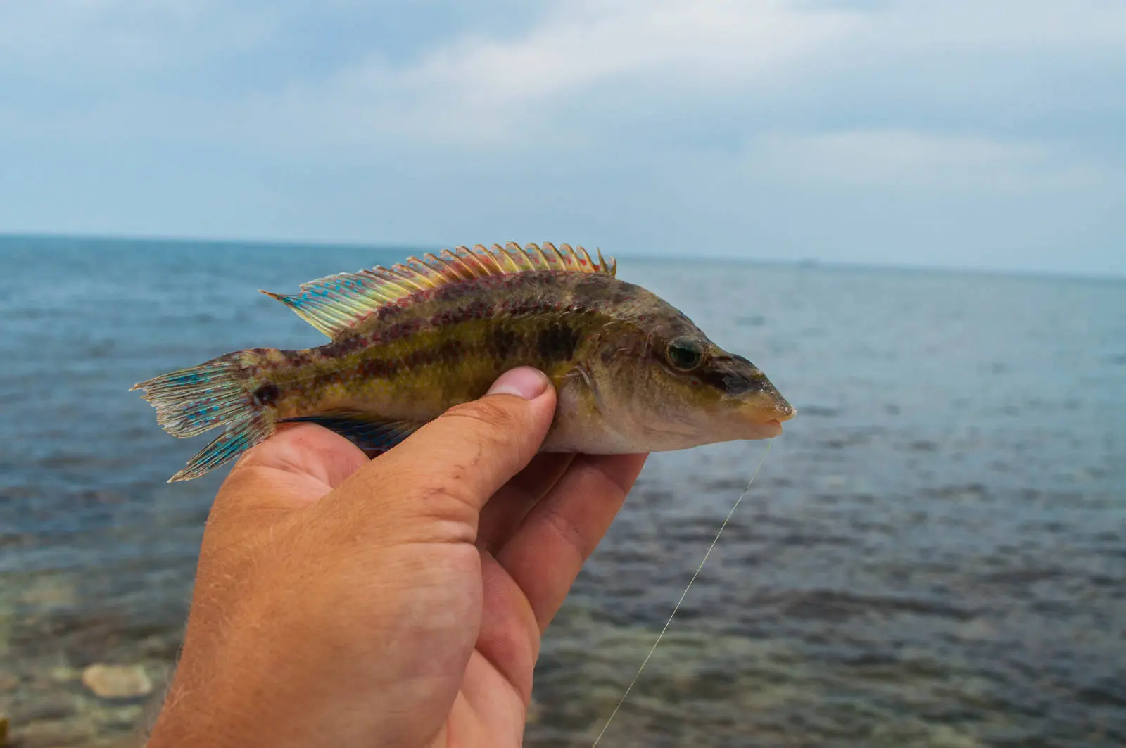 Рыба зеленуха в черном море