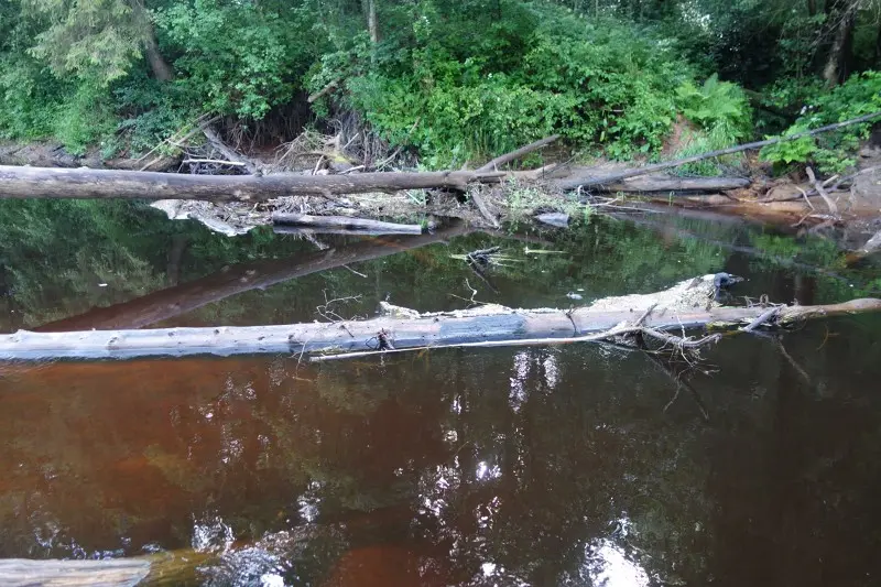 Те коряги. Только опять в них нет щук.