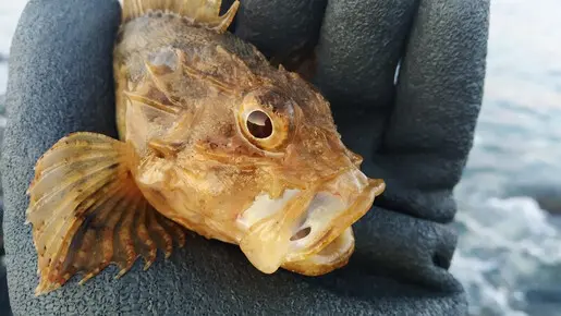 Тирольский отводной) не мормышка