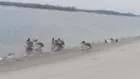 Пеликаны на Днепре