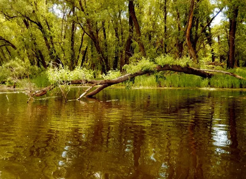 Здесь, в водоёме, закрытом со всех сторон лесом, было невыносимо жарко и душно.