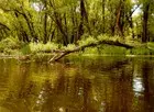 Здесь, в водоёме, закрытом со всех сторон лесом, было невыносимо жарко и душно.