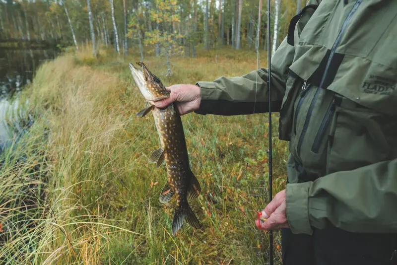 В этот день батя меня уделал) Дал я ему копию rapala minnow spoon и он отлично отловился в этот...