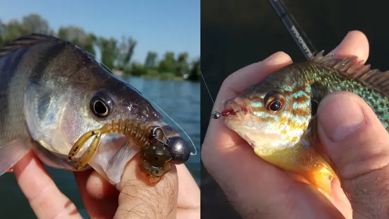 Вот называются эти рыбы вроде бы одинаково! Но такие разные, и ловить их приходится по разному...
