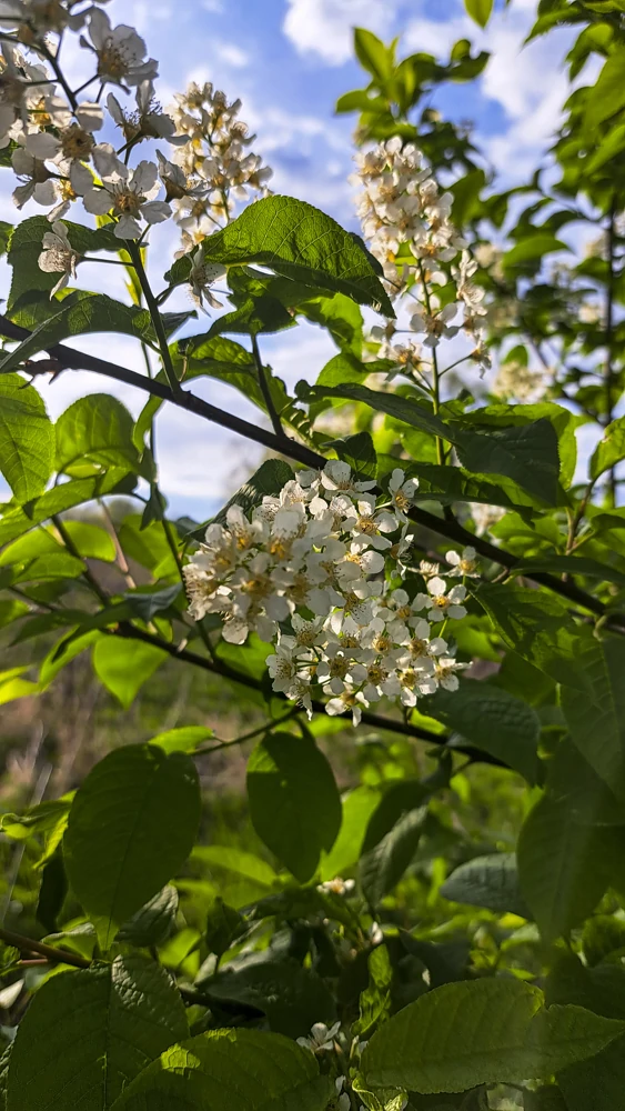 И вновь черёмуха )))