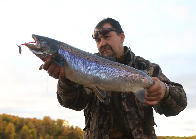 Самая крупная кумжа за пять килограммов была поймана на камчатскую самодельную блесну вертушку...