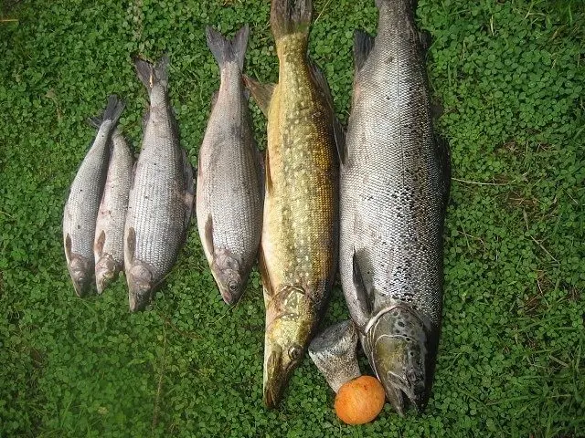 Фото о рыбалке №91447