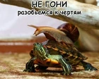 Главное — не гони... (фото #25697)
