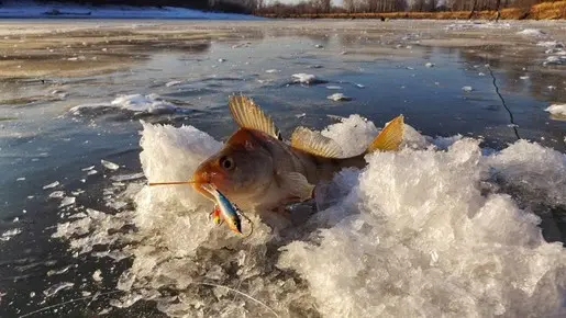 Окунь с зубочисткой=)