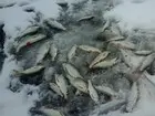 Первый зимний улов