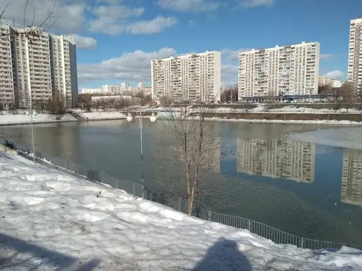 Городская дичь)