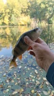 Вода чистая, течение... (фото #26372)