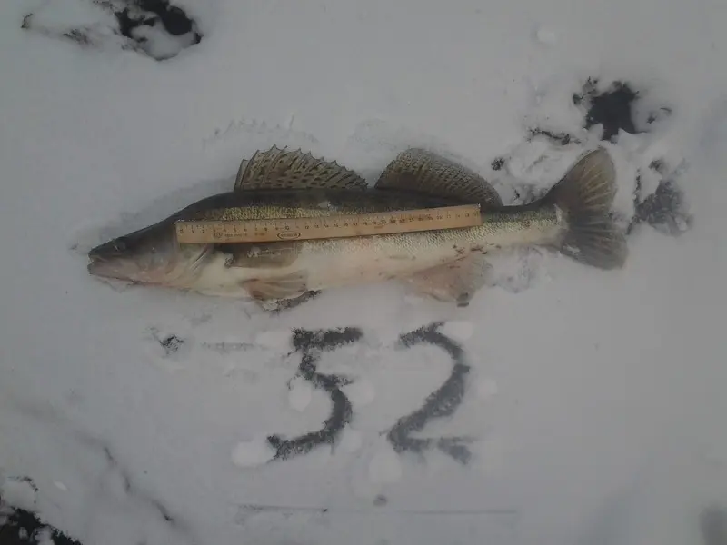 Муля, пухленькая с икрой, и ростом 52 см до последней чешуины — первая рыба на снегу, первая и...