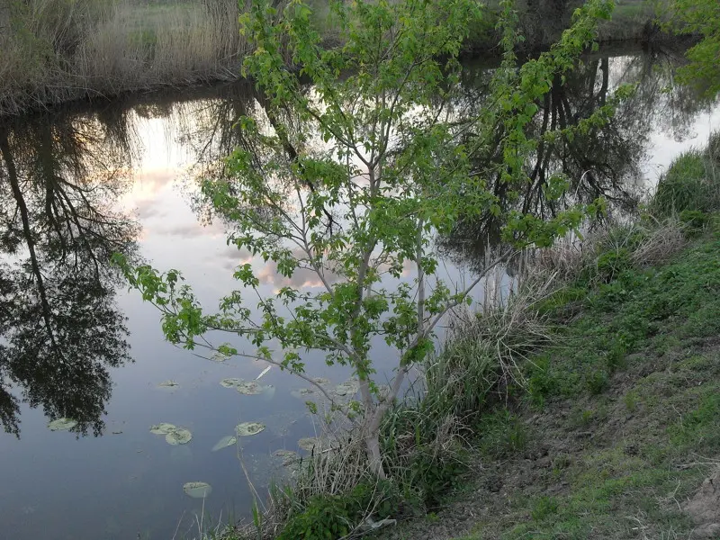 Домашний водоём.