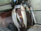 Фото о рыбалке №49352