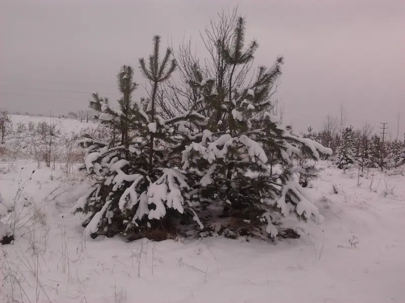 Не Сибирь-матушка, но тоже красиво )