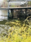 Вода за неделю остыла... (фото #26644)