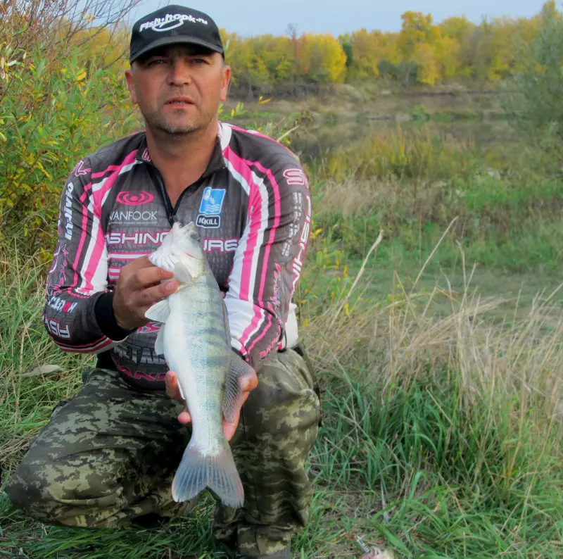 Самый крупный судак, пойманный на этой рыбалке.