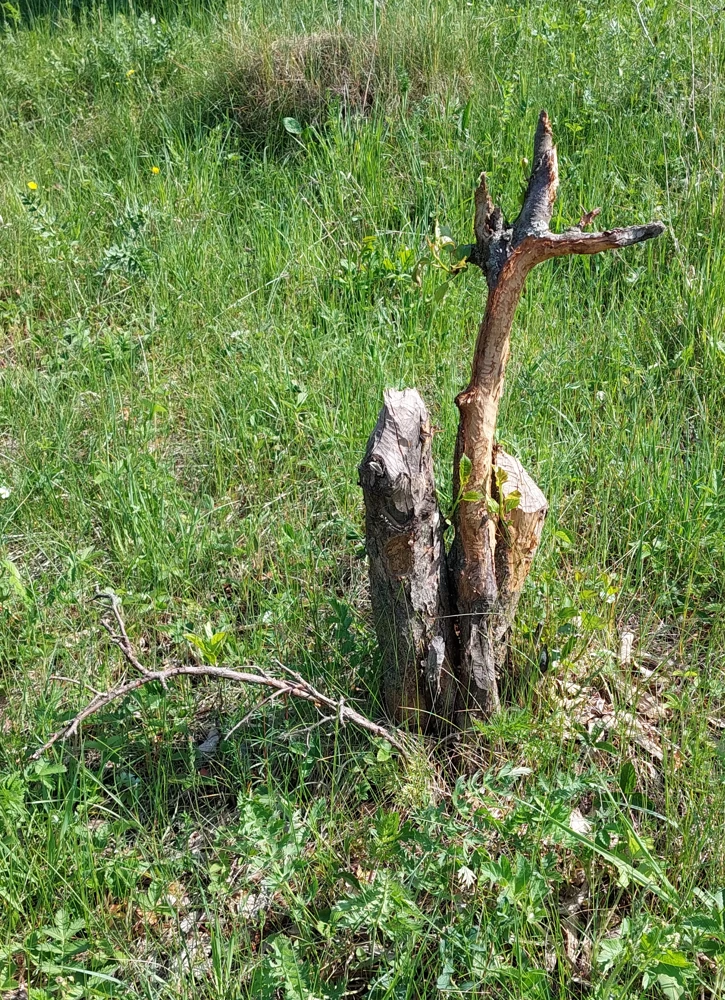 БобрАрт