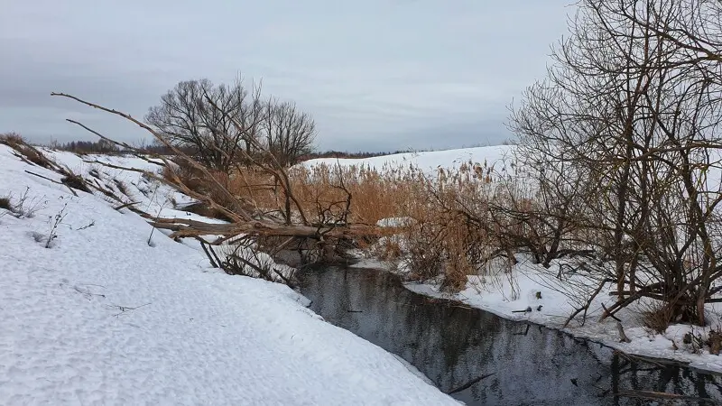 Спасительное дерево. А ручей только просыпается :)