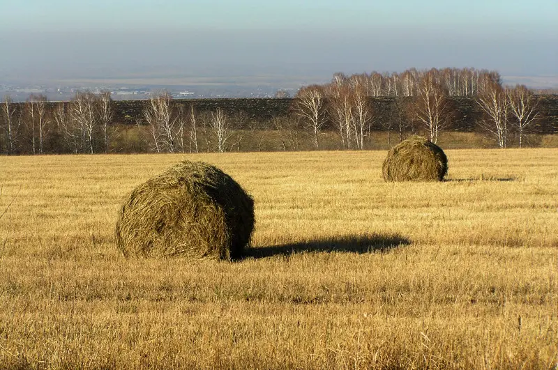 Золото осени