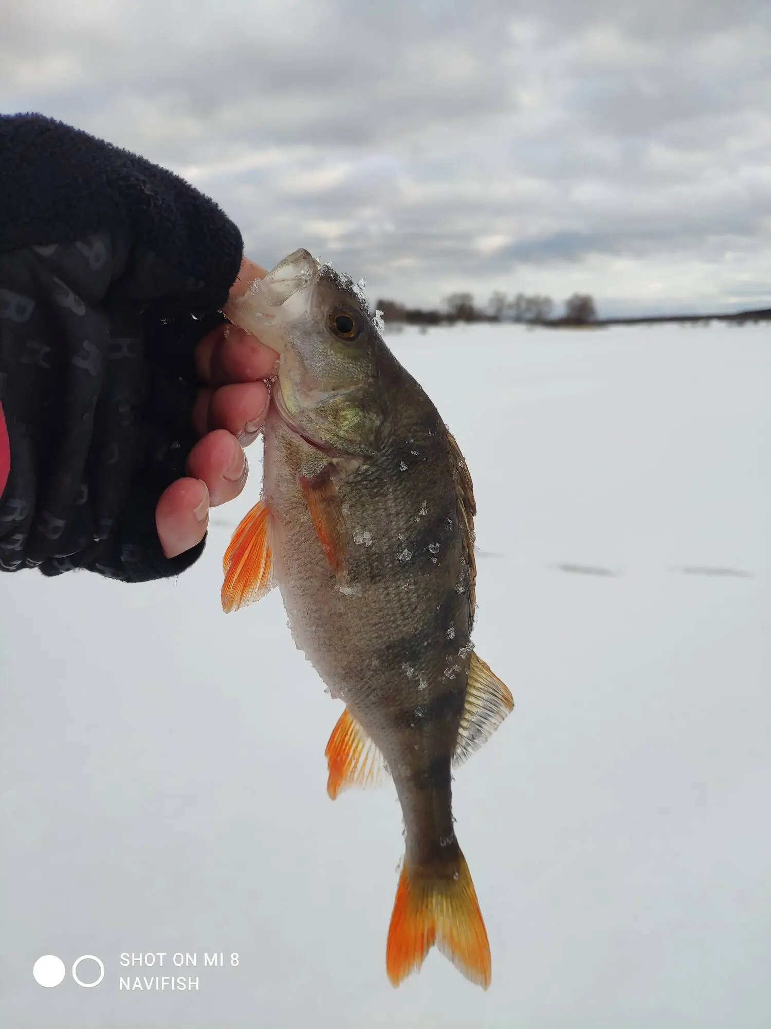 Рыба рузского водохранилища. Рыбалка на окуня. Рузское водохранилище рыба.