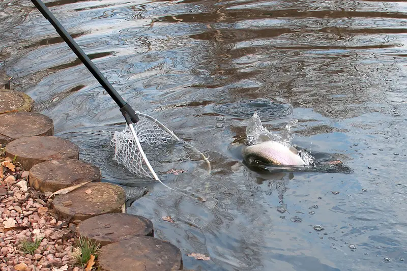 Голова притоплена, но рыба еще не согласна познакомиться с Tsuribito Net Trap Fold.