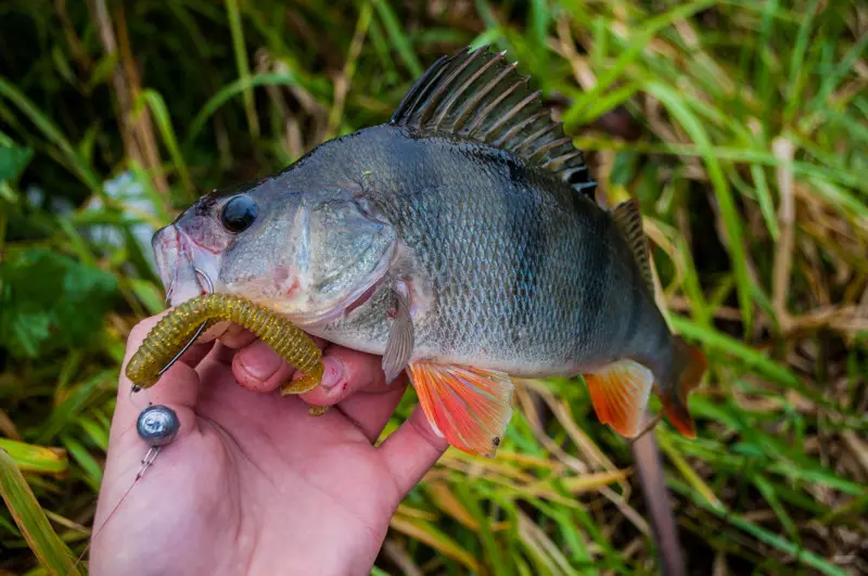 Окунь на 4 дюймовую резину Crazy Fish Active Slug, головка — 12 грамм.