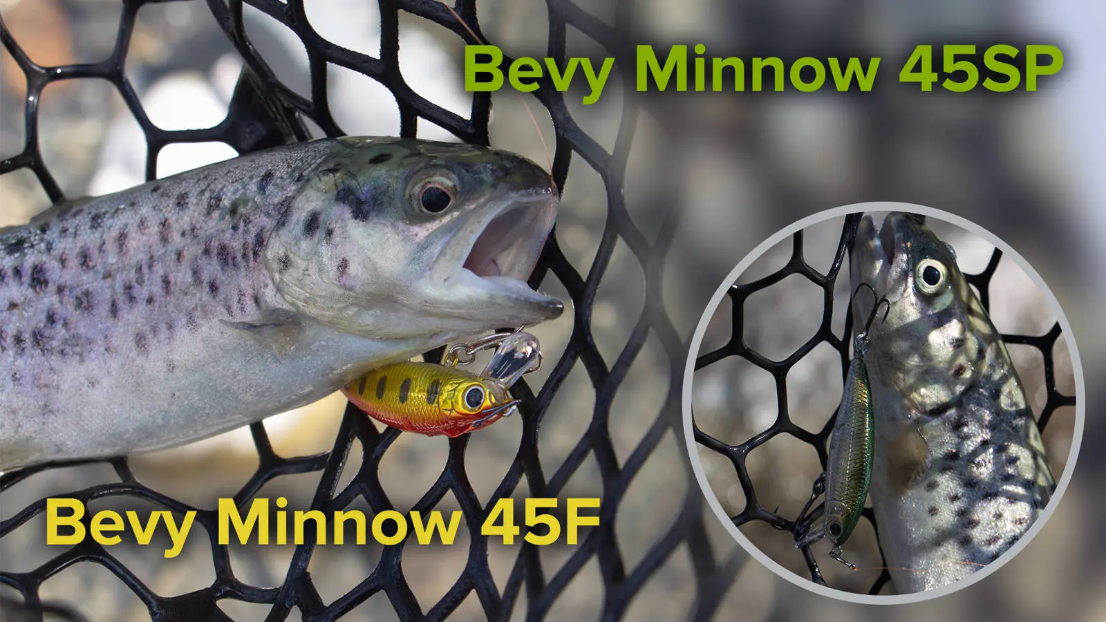 Ручьевая форель на Bevy Minnow 45SP и 45F – отчеты о рыбалке