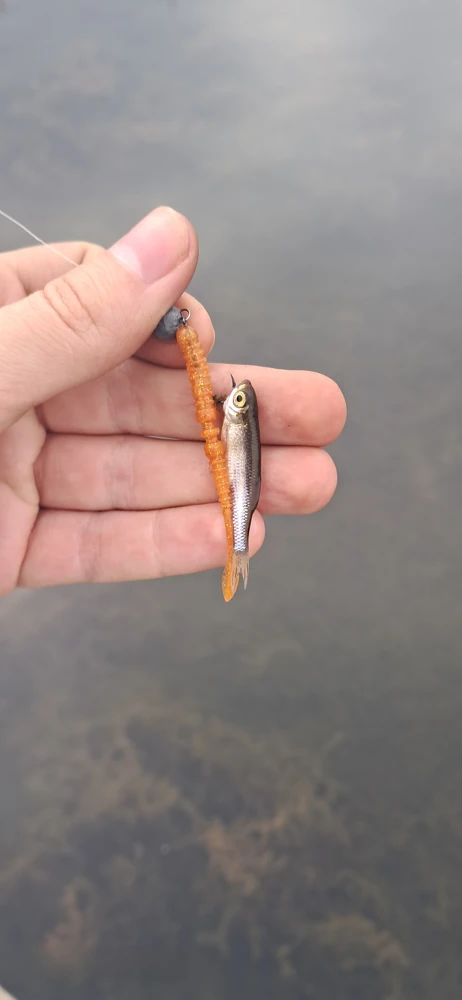 Jackall peke ring tide max 2.2