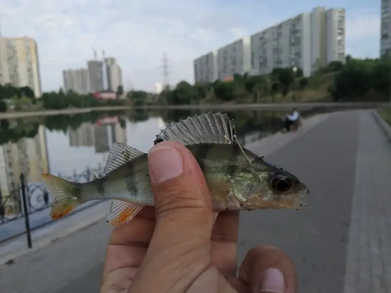 Не знаю, какой по счёту)