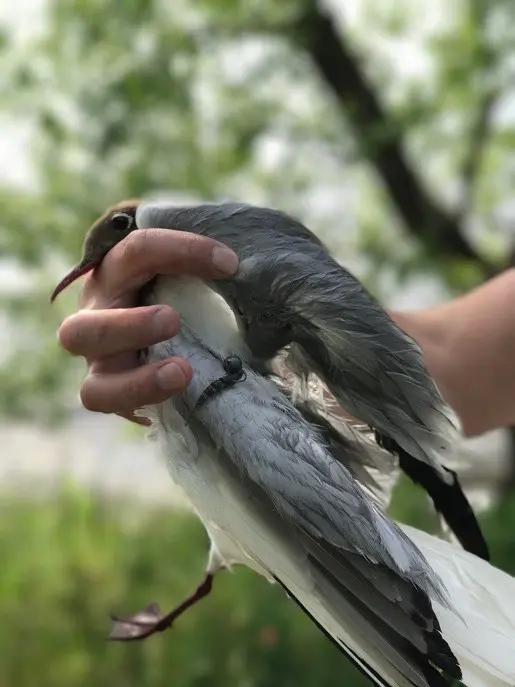 Отводной поводок. Горбачи. Чайка.