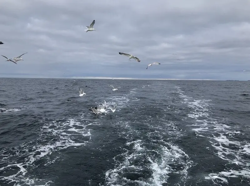 6 фото — Морские чайки будут вашими постоянными спутниками, особенно когда вы будет потрошить...