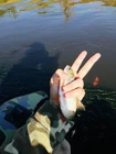 Сплавился с утра по... (фото #26257)