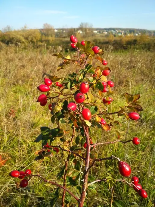 Шиповник