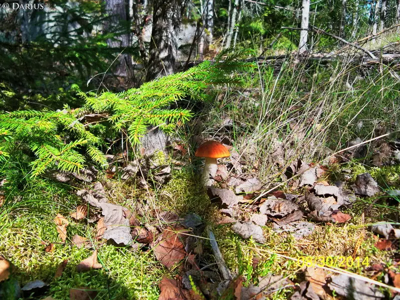 Суботняя вылазка в лес, принесла мне немного грибов и красивые фото ;)