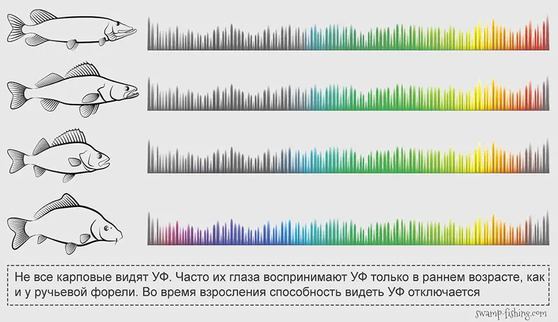 Примерные границы цветности зрения у наших рыб. Под карпом прячется собирательный образ карповых...